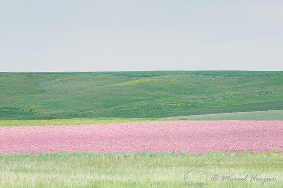 Sanfoin (Onobrychis viciifolia) near Hilger, Montana
