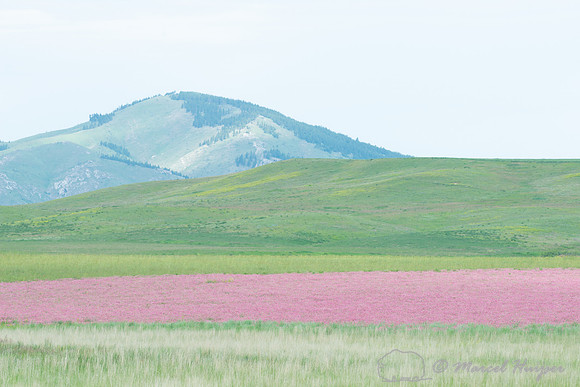 Sanfoin (Onobrychis viciifolia) near Hilger, Montana