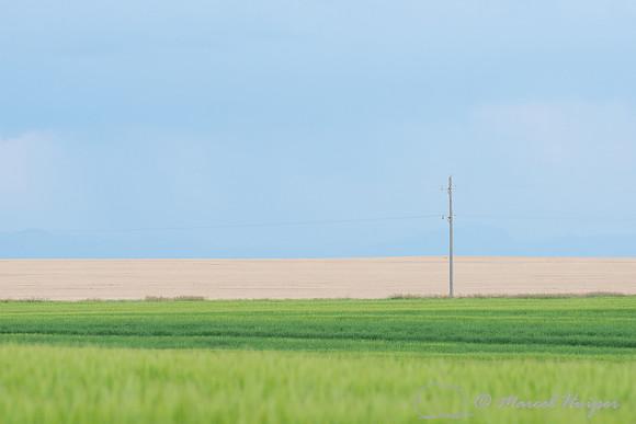 Wheat and power line, Rocky Mountain front, and approaching stor