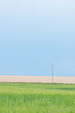 Wheat and power line, Rocky Mountain front, and approaching stor