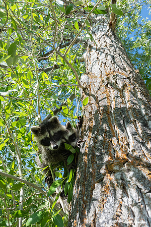 North American raccoon (Procyon lotor), Teton Wildlife Rehabilit