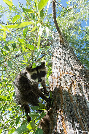 North American raccoon (Procyon lotor), Teton Wildlife Rehabilit