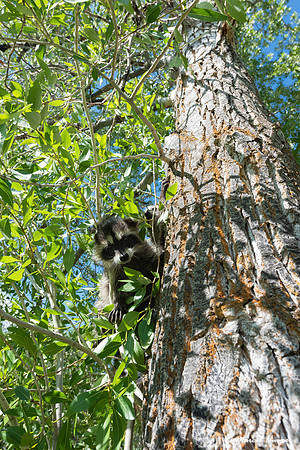 North American raccoon (Procyon lotor), Teton Wildlife Rehabilit