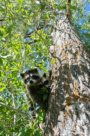North American raccoon (Procyon lotor), Teton Wildlife Rehabilit