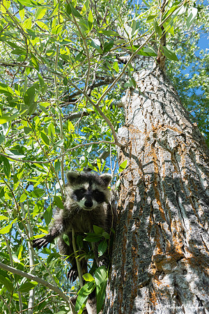 North American raccoon (Procyon lotor), Teton Wildlife Rehabilit