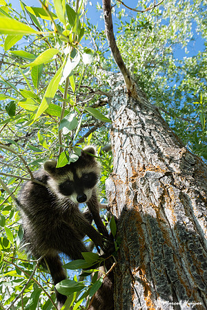 North American raccoon (Procyon lotor), Teton Wildlife Rehabilit