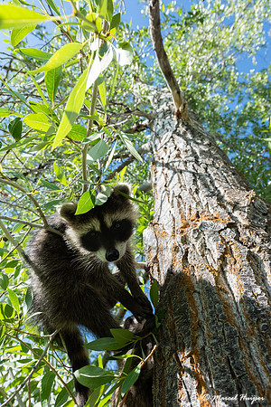 North American raccoon (Procyon lotor), Teton Wildlife Rehabilit
