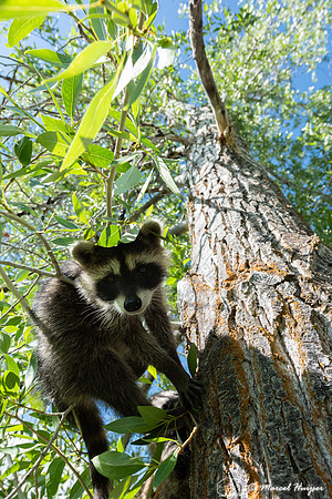 North American raccoon (Procyon lotor), Teton Wildlife Rehabilit