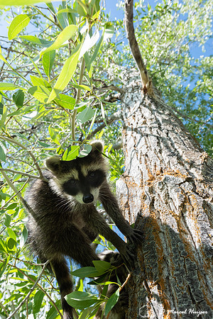 North American raccoon (Procyon lotor), Teton Wildlife Rehabilit