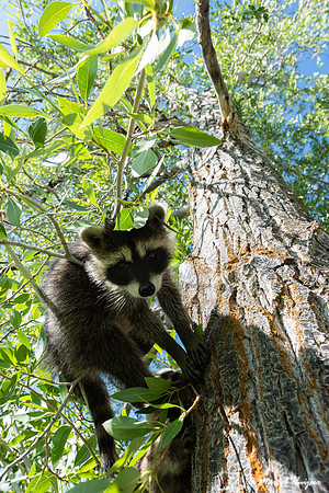 North American raccoon (Procyon lotor), Teton Wildlife Rehabilit
