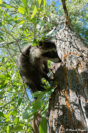 North American raccoon (Procyon lotor), Teton Wildlife Rehabilit