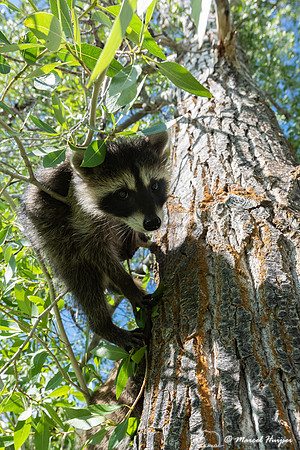 North American raccoon (Procyon lotor), Teton Wildlife Rehabilit