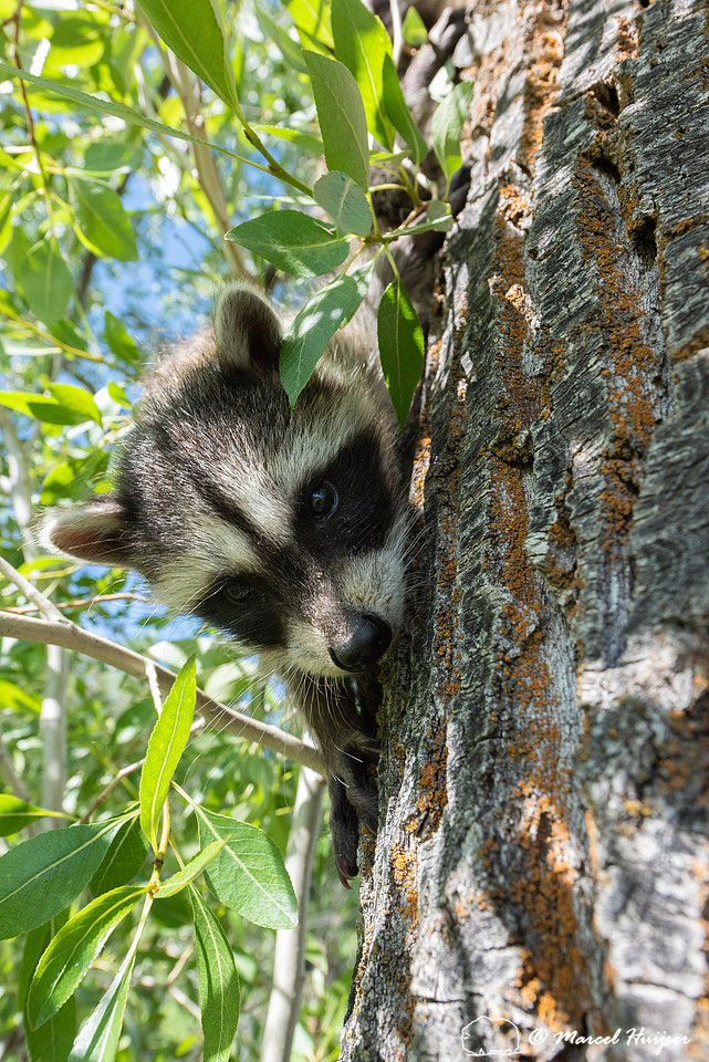 North American raccoon (Procyon lotor), Teton Wildlife Rehabilit
