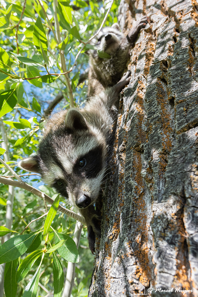 North American raccoon (Procyon lotor), Teton Wildlife Rehabilit