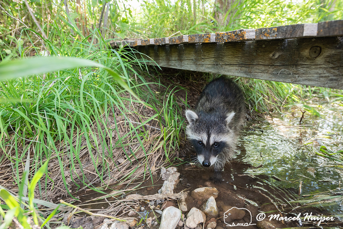 North American raccoon (Procyon lotor), Teton Wildlife Rehabilit