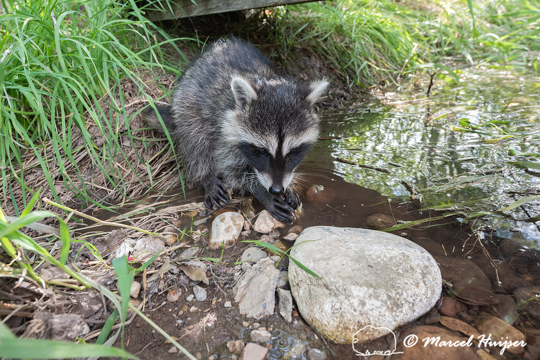 North American raccoon (Procyon lotor), Teton Wildlife Rehabilit