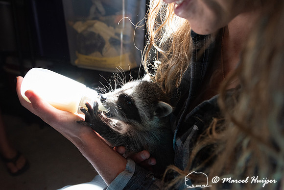 North American raccoon (Procyon lotor), Teton Wildlife Rehabilit