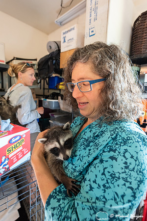 North American raccoon (Procyon lotor), Teton Wildlife Rehabilit