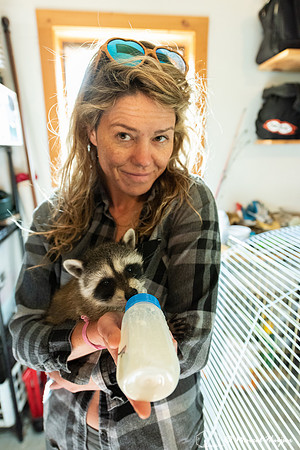 North American raccoon (Procyon lotor), Teton Wildlife Rehabilit