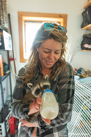 North American raccoon (Procyon lotor), Teton Wildlife Rehabilit