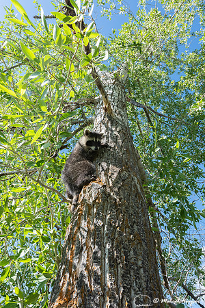 North American raccoon (Procyon lotor), Teton Wildlife Rehabilit