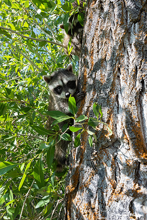 North American raccoon (Procyon lotor), Teton Wildlife Rehabilit