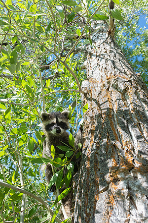 North American raccoon (Procyon lotor), Teton Wildlife Rehabilit