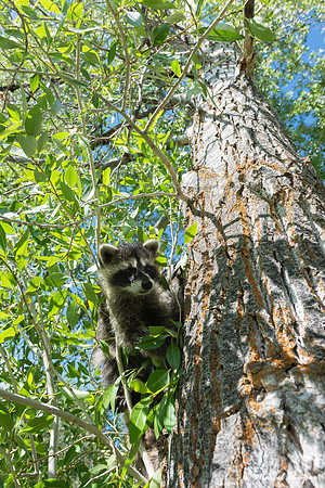 North American raccoon (Procyon lotor), Teton Wildlife Rehabilit