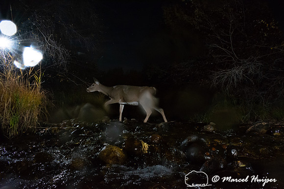 White-tailed deer (Odocoileus virginianus) crossing creek, Monta