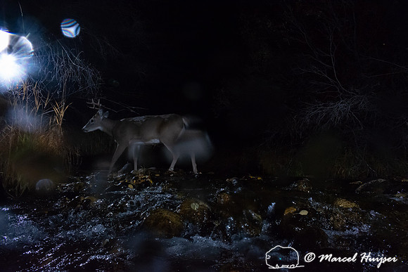 White-tailed deer (Odocoileus virginianus) crossing creek, Monta