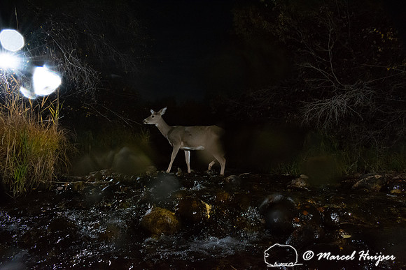 White-tailed deer (Odocoileus virginianus) crossing creek, Monta