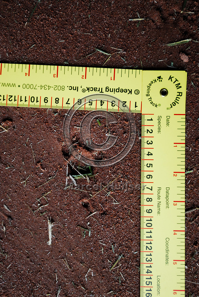 Jaguarundi (Puma yagouaroundi) tracks in a multifunctional underpass, along SP-225, near Brotas, Sao Paulo, Brazil