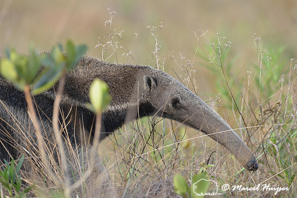 Giant anteater (Myrmecophaga tridactyla), Parque Nacional da Serra da Canastra, Minas Gerais, Brazil