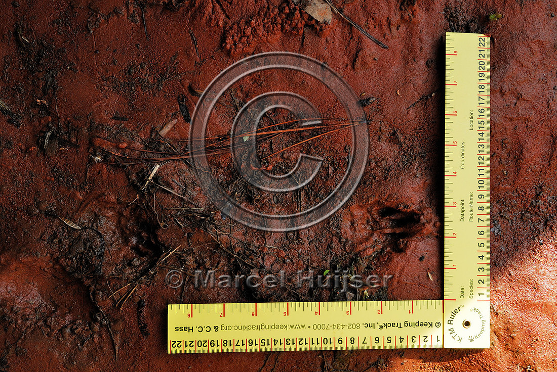 Tracks of spotted paca (Cuniculus paca), in multifunctional underpass along SP-225 motorway, Sao Paulo, Brazil
