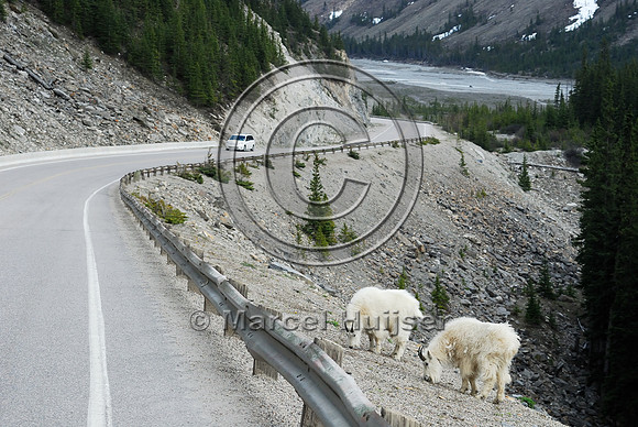 Mountain goats (Oreamnos americanus) foraging in right-of-way along road, AB