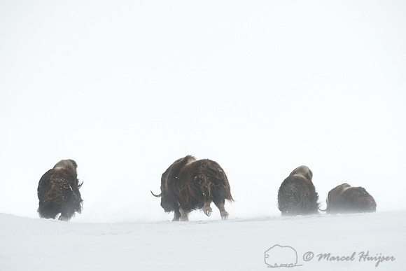 Muskoxen (Ovibos moschatus) running in snow, Dovrefjell National Park, Norway