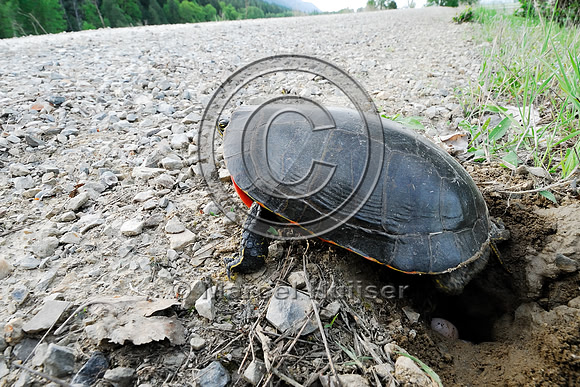Western painted turtle ( Chrysemys picta bellii) digging a hole and laying eggs along a gravel road, northern Idaho, USA