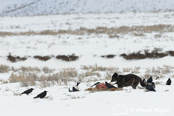 Black wolf (Canis lupus) with radio colar on elk carcass, Wyoming, USA