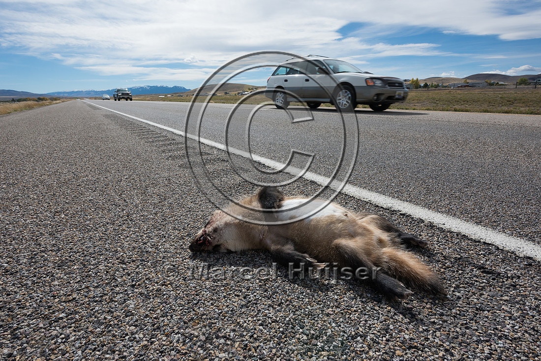 American badger (Taxidea taxus)roadkill, Montana, USA
