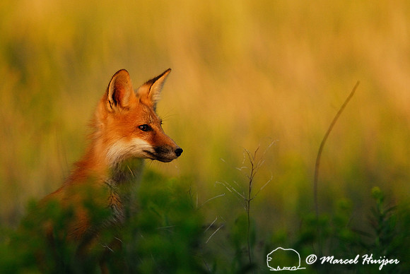 Portrait of red fox (Vulpes vulpes) kit in golden light, Montana, USA