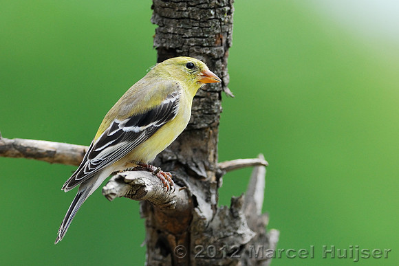 American goldfinch (Carduelis tristis), female, Missoula, Montana, USA