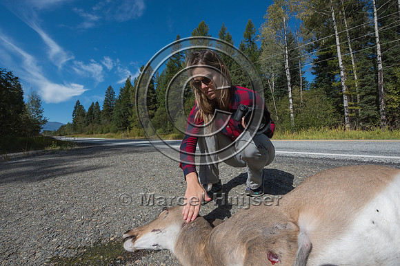 Fernanda Abra photographs a roadkilled white-tailed deer (Odocoi