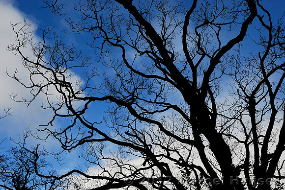 Branches of native oak against the sky, Killarney National Park, Ireland
