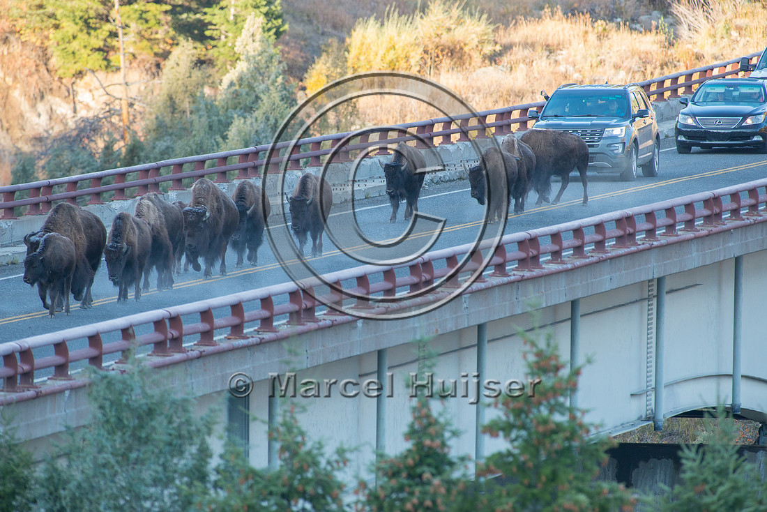 Bison (Bison bison) crossing a bridge across the Yellowstone Riv
