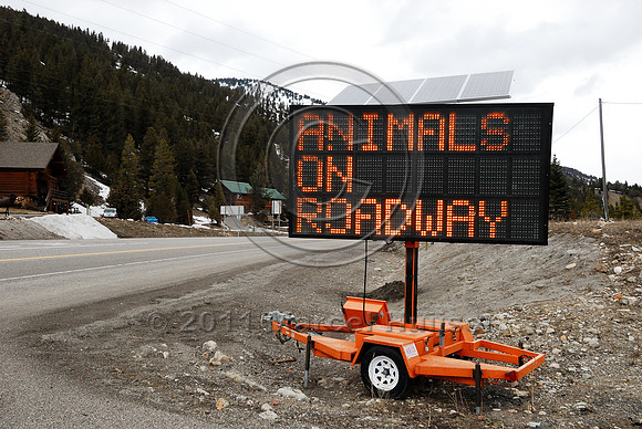 Wildlife warning sign, variable message sign, Drive with caution Animals on roadway, MT
