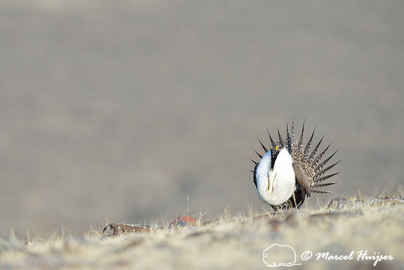 Greater sage-grouse (Centrocercus urophasianus), Montana, USA