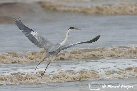 Cocoi heron (Ardea cocoi), South Atlantic Ocean coast at  Lagoa do Peixe, Rio Grande do Sul, Brazil