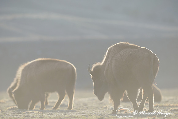 Bison (Bison bison) grazing in early spring, Montana, USA