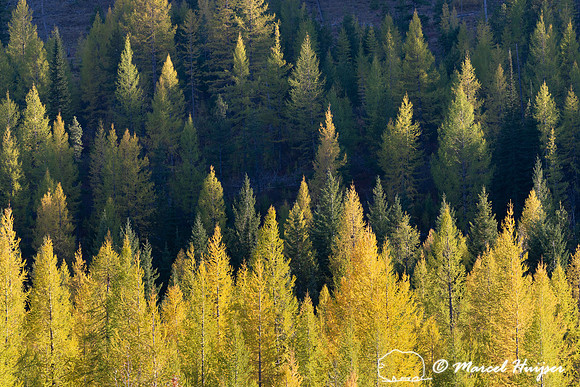 Golden larch, Montana