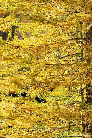 Golden larch, Montana